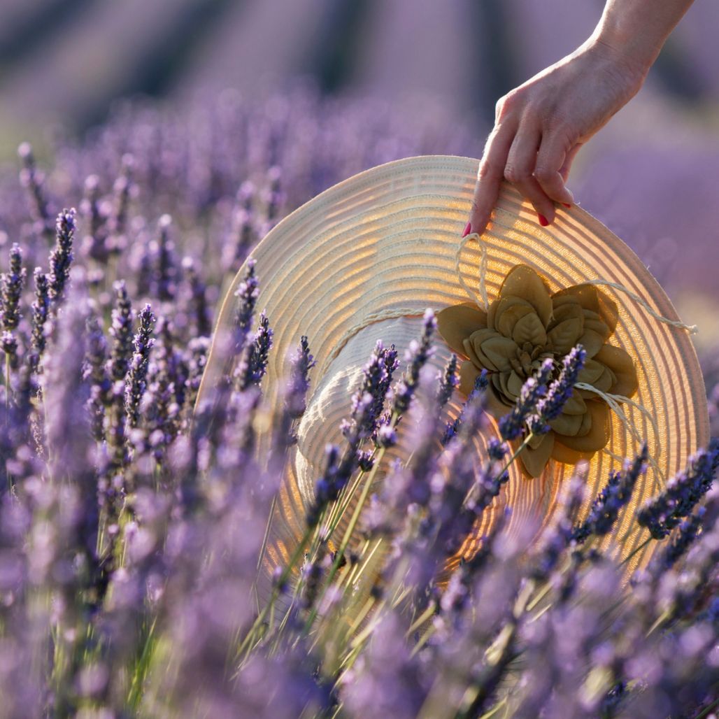 Visiter le Musée de la Lavande