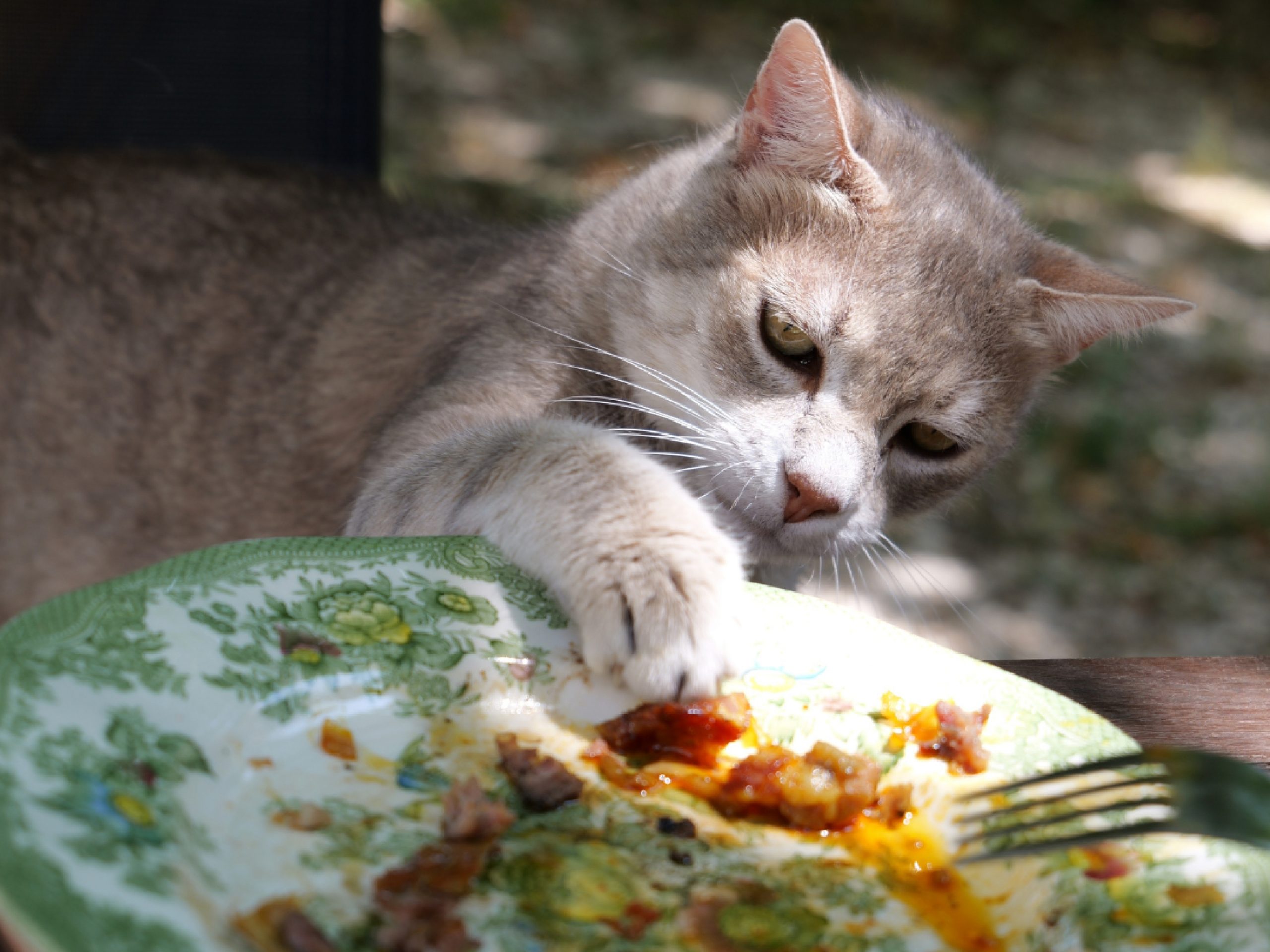Hébergement de charme au MAS de L’isle, mas provençal entouré de nature en Provence