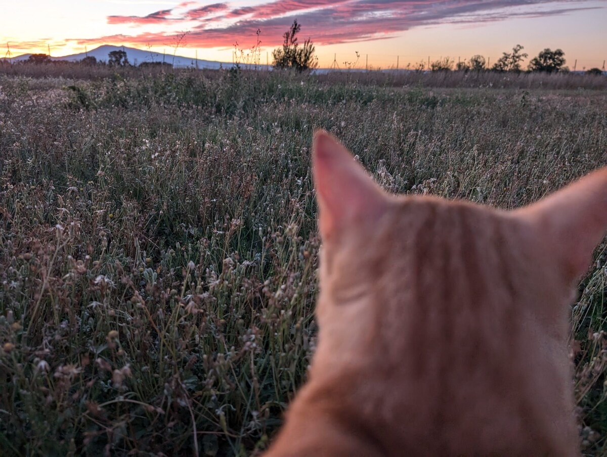 IMG_2154 Hébergement de charme au MAS de L’isle, mas provençal entouré de nature en Provence
